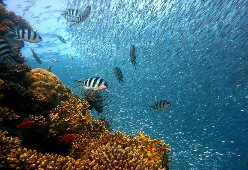 Scuba Diving
