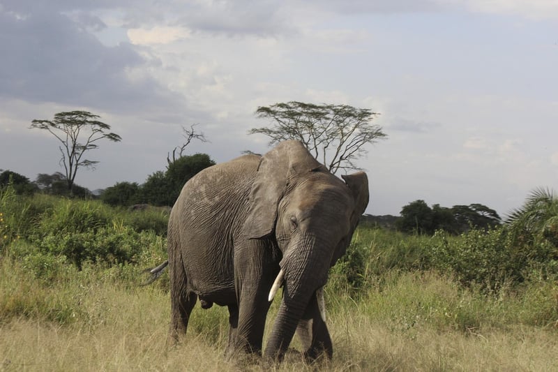 Serengeti Safari